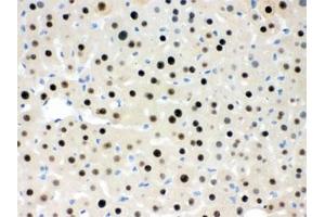 IHC testing of FFPE mouse liver with RBBP4 antibody. (RBBP4 / RbAp48 / NURF55 Antikörper)