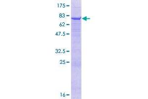 FMO2 Protein (AA 1-471) (GST tag)