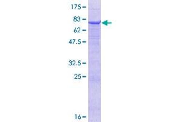 FMO2 Protein (AA 1-471) (GST tag)