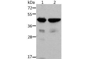 Western Blot analysis of Mouse muscle and heart tissue using ACTA1 Polyclonal Antibody at dilution of 1:500 (Actin Antikörper)