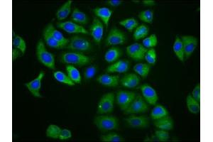 Immunofluorescence staining of Hela cells with ABIN7158919 at 1:166, counter-stained with DAPI.