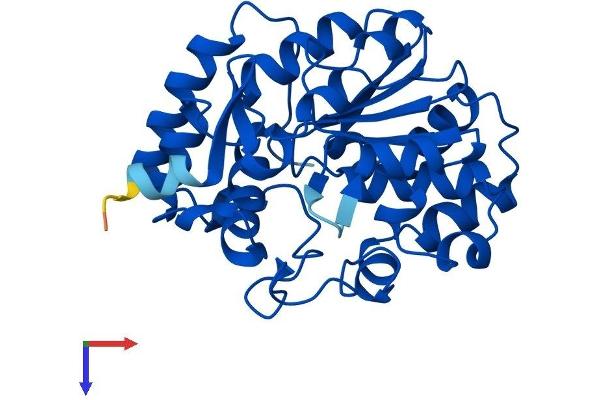 SULT1E1 Protein (AA 1-294) (His tag)