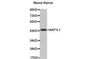Western Blotting (WB) image for anti-Nucleosome Assembly Protein 1-Like 1 (NAP1L1) antibody (ABIN1873819)