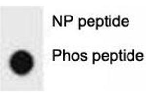Dot blot analysis of phospho-ERBB2 antibody. (ErbB2/Her2 Antikörper  (pTyr1005))