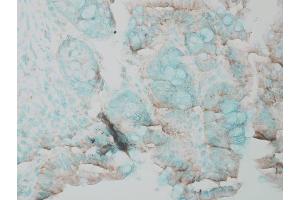 Immunohistochemistry analysis using Rabbit Anti-ERK1 Polyclonal Antibody . (ERK1 Antikörper  (Atto 390))