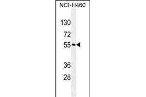 MIER2 Antibody (N-term) (ABIN655124 and ABIN2844753) western blot analysis in NCI- cell line lysates (35 μg/lane). (MIER2 Antikörper  (N-Term))