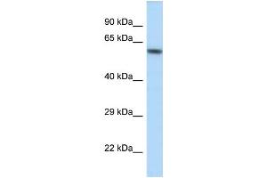 WB Suggested Anti-Kcnj3 Antibody Titration: 1. (KCNJ3 Antikörper  (C-Term))