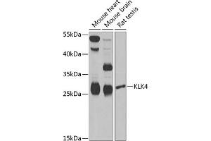 Western blot analysis of extracts of various cell lines, using KLK4 Antibody (ABIN6131853, ABIN6142954, ABIN6142955 and ABIN6222339) at 1:1000 dilution. (Kallikrein 4 Antikörper  (AA 30-254))