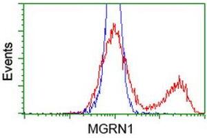 HEK293T cells transfected with either RC208284 overexpress plasmid (Red) or empty vector control plasmid (Blue) were immunostained by anti-MGRN1 antibody (ABIN2454424), and then analyzed by flow cytometry. (Mahogunin RING Finger Protein 1 Antikörper)