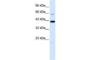 WB Suggested Anti-KCNK13 Antibody Titration:  0. (KCNK13 Antikörper  (C-Term))