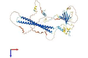 PALMD Protein (AA 1-551) (His tag)