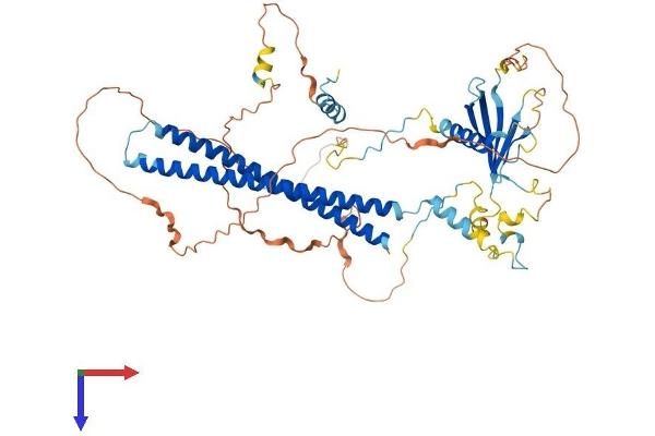 PALMD Protein (AA 1-551) (His tag)