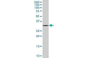 Western Blotting (WB) image for anti-MOB1, Mps One Binder Kinase Activator-Like 2C (MOBKL2C) (AA 1-216) antibody (ABIN530967)