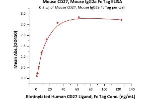 Immobilized Mouse CD27, Mouse IgG2a Fc Tag (ABIN5955007,ABIN6809974) at 2 μg/mL (100 μL/well) can bind Biotinylated Human CD27 Ligand, Fc Tag (ABIN5674589,ABIN6253685) with a linear range of 1-16 ng/mL (Routinely tested).