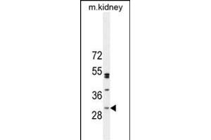 C Antibody (Center) (ABIN654951 and ABIN2844592) western blot analysis in mouse kidney tissue lysates (35 μg/lane). (C6ORF62 Antikörper  (AA 118-147))