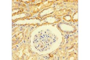Immunohistochemistry of paraffin-embedded human kidney tissue using ABIN7153793 at dilution of 1:100