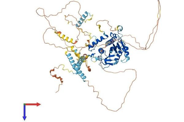 alpha Adducin Protein (AA 1-735) (His tag)