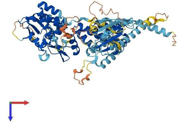 RHOBTB3 Protein (AA 1-611) (His tag)