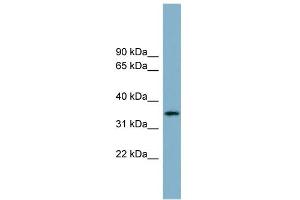 WB Suggested Anti-APOH Antibody Titration:  0. (APOH Antikörper  (Middle Region))