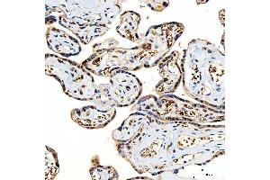 IHC analysis of SNF2H/SMARCA5 using anti-SNF2H/SMARCA5 antibody (ABIN7602001).