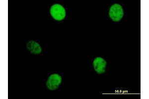 Immunofluorescence of purified MaxPab antibody to KIF23 on HeLa cell. (KIF23 Antikörper  (AA 1-856))
