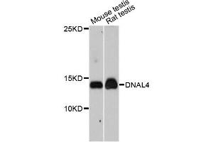 Western blot analysis of extracts of various cell lines, using DNAL4 antibody. (DNAL4 Antikörper)
