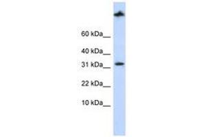 Image no. 1 for anti-Sterol Carrier Protein 2 (SCP2) (AA 144-193) antibody (ABIN6741390) (SCP2 Antikörper  (AA 144-193))