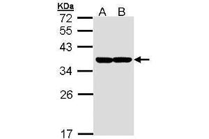 XBP1 Antikörper