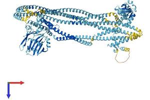 SMC1A Protein (AA 1-1233) (His tag)
