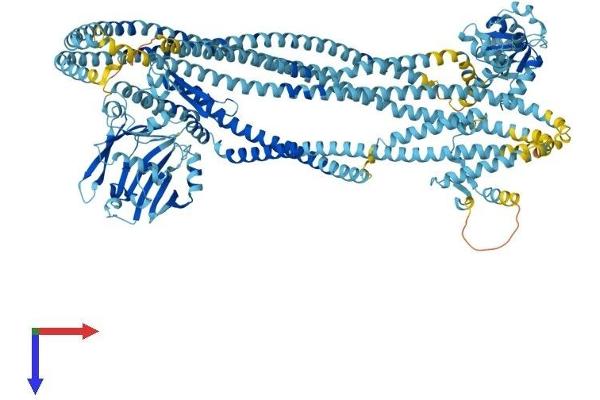 SMC1A Protein (AA 1-1233) (His tag)