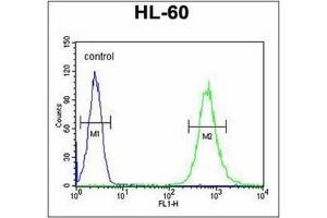Flow Cytometric analysis of HL-60 cells using SLC35E2 Antibody (N-term) Cat.