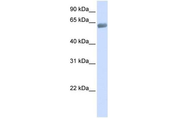 SLC47A2 Antikörper  (C-Term)