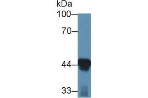 Western Blot; Sample: Mouse Liver lysate; Primary Ab: 1µg/ml Rabbit Anti-Mouse ACAA1 Antibody Second Ab: 0. (ACAA1 Antikörper  (AA 182-424))