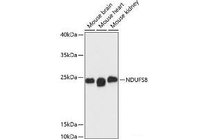 Western blot analysis of extracts of various cell lines using NDUFS8 Polyclonal Antibody at dilution of 1:3000. (NDUFS8 Antikörper)