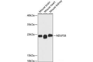 Western blot analysis of extracts of various cell lines using NDUFS8 Polyclonal Antibody at dilution of 1:3000.