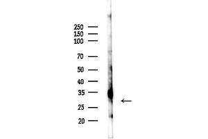 Western blot analysis of lysates from PC12 cells, using Phospho-SNAP25 (Ser187) Antibody at 1/1000 dilution.