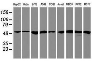 Image no. 1 for anti-Ring Finger Protein 113B (RNF113B) antibody (ABIN1500718) (RNF113B Antikörper)
