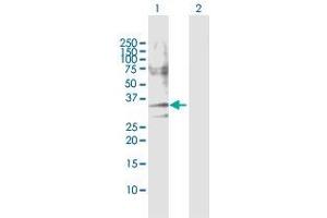 Western Blot analysis of CASP7 expression in transfected 293T cell line by CASP7 MaxPab polyclonal antibody. (Caspase 7 Antikörper  (AA 1-303))