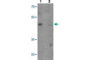 Western blot analysis of TNFAIP2 in K-562 cell lysate with TNFAIP2 polyclonal antibody  at 1 ug/mL in (1) the absence and (2) the presence of blocking peptide. (TNFAIP2 Antikörper  (Internal Region))