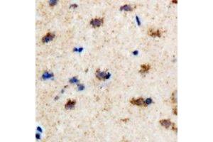 Immunohistochemical analysis of EFHC1 staining in rat brain formalin fixed paraffin embedded tissue section. (EFHC1 Antikörper)
