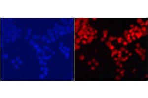 Immunofluorescence analysis of 293T cells using MonoMethyl-Histone H4-K20 Polyclonal Antibody (Histone H4 Antikörper  (meLys20))