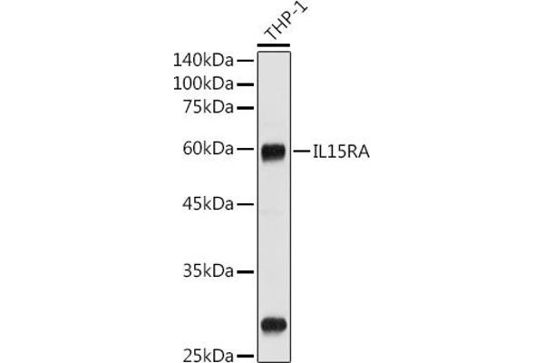 IL15RA Antikörper  (AA 31-205)