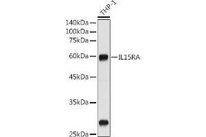 Western blot analysis of extracts of THP-1 cells, using IL15RA antibody (ABIN3017117, ABIN1680439 and ABIN7101500) at 1:1000 dilution. (IL15RA Antikörper  (AA 31-205))