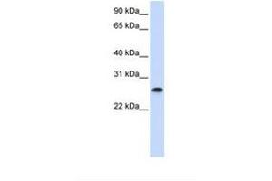 Image no. 1 for anti-PHD Finger Protein 19 (PHF19) (C-Term) antibody (ABIN6739281) (PHF19 Antikörper  (C-Term))