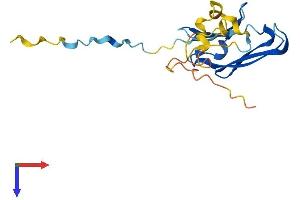 CRYAB Protein (AA 1-175) (His tag)