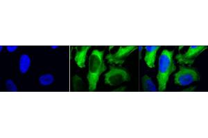 Immunocytochemistry/Immunofluorescence analysis using Mouse Anti-Hsp27 Monoclonal Antibody, Clone 5D12-A3 (ABIN361649 and ABIN361650). (HSP27 Antikörper)