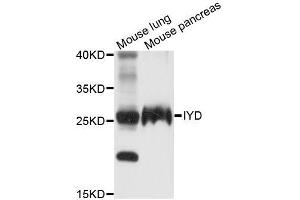 Western blot analysis of extracts of various cell lines, using IYD antibody (ABIN5996813) at 1/1000 dilution. (IYD Antikörper)