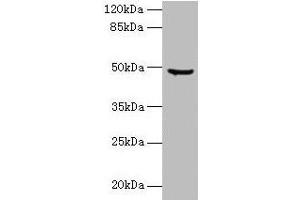 Western blot All lanes: CPA2 antibody at 1. (Carboxypeptidase A2 Antikörper  (AA 115-419))