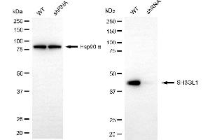 anti-SH3-Domain GRB2-Like 1 (SH3GL1) antibody