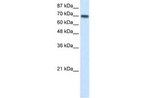Western Blotting (WB) image for anti-Cysteinyl-tRNA Synthetase (CARS) antibody (ABIN2462086) (CARS Antikörper)